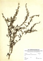 藏品(艾)的圖片